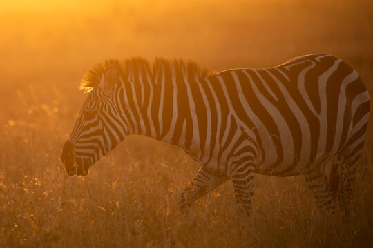 View of a zebra walking through tall grass during the golden hour in Kenya.