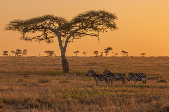 View of zebras and an antelope grazing in the savanna near an acacia tree during golden hour in Kenya.