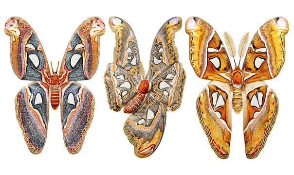 Colorful Morphological Butterfly Specimens Displayed Side by Side.