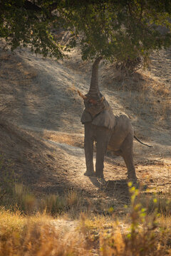 View of an African elephant standing in a dry, grassy savanna with its trunk raised towards the branches of a tree in Kenya.