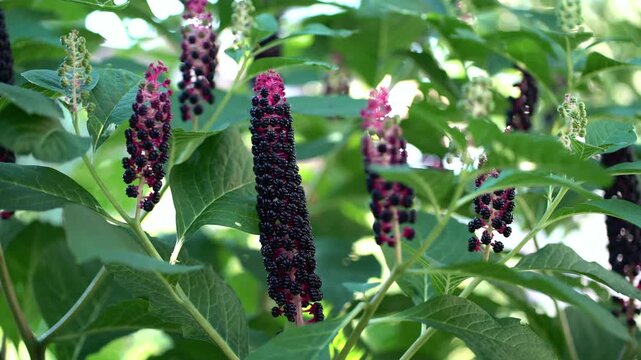 Ripe Phytolacca americana berries hang in elongated racemes with magenta stems, surrounded by broad green foliage under soft summer light.