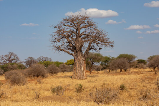 View of a large, leafless baobab tree standing in a dry, grassy savanna under a clear blue sky in Kenya.