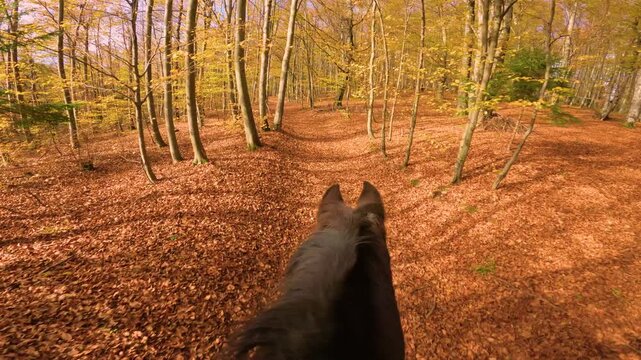 POV, FPV: Looking over the ears and mane of a dark brown horse cantering along a narrow autumn forest trail. Golden light filters through the treetops and turning leaves. Immersive trail ride in woods