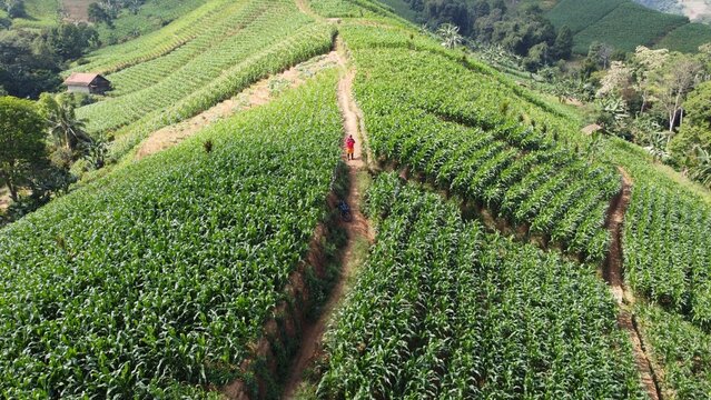 Argapura, West Java, Indonesia - 14 June 2020: Aerial view of Lembah Panyaweuyan with lush green terraced corn fields on rolling hills and a person walking along a path.