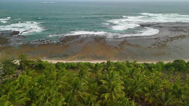 Aerial view of a lush palm tree forest bordering the rocky coastline and turquoise ocean waves in Indonesia.