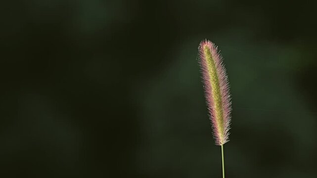 Tokyo,Japan - August 7, 2026: Closeup of a green bristlegrass or Setaria viridis
