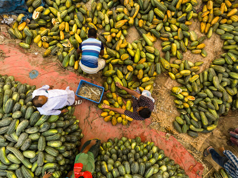 Dhaka, Bangladesh - 06 March 2026: Aerial view of Hazaribag market with workers sorting piles of fresh green and yellow gourds on the ground.
