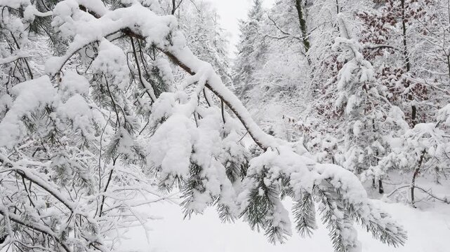 Snow-covered pine branch in a winter forest after fresh snowfall. Slow camera movement following the branch through the snowy woodland.