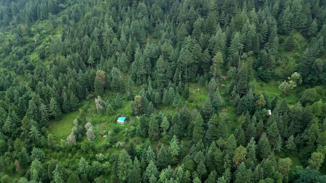 Aerial view of a dense coniferous forest in the Himalayan foothills with a small cabin nestled among the trees in Manali, Himachal Pradesh, India.