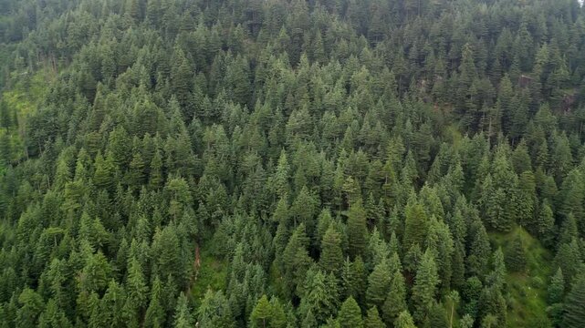 Aerial view of dense coniferous forest covering the lush green hillsides of the Himalayas in Manali, Himachal Pradesh, India.