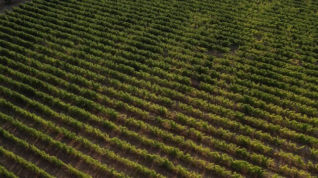 Aerial view of lush green rows of grapevines in the Douro Vinhateiro region of Cambres, Viseu, Portugal.