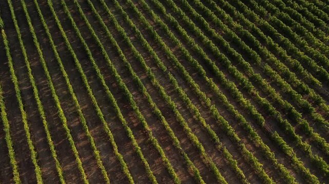 Aerial view of rows of lush green grapevines in the Douro Vinhateiro region Cambres, Viseu, Portugal.