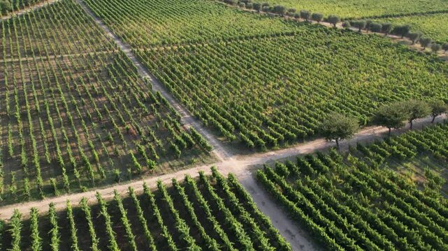 Aerial view of vineyard rows with dirt paths and trees in the Douro Vinhateiro region in Cambres, Viseu, Portugal.