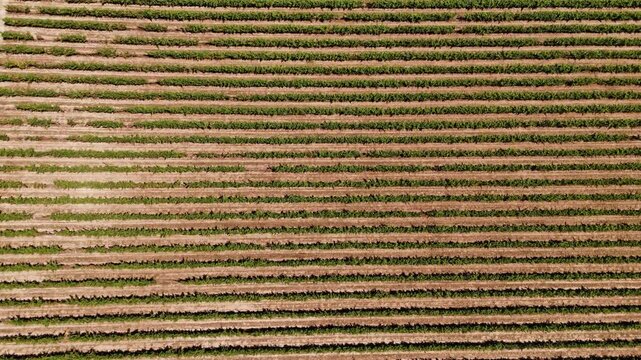 Aerial view of lush green vineyard rows stretching across the landscape in Rendufe, Braga, Portugal.