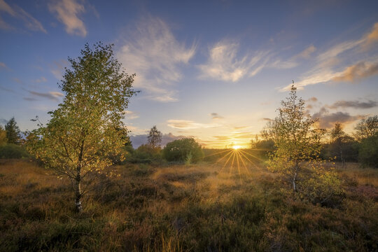 View of a heathland landscape at sunset with two birch trees in the foreground and a sunburst effect in the sky in Belgium.