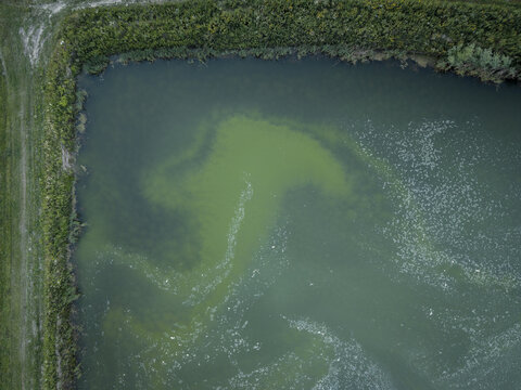 Aerial view of green algae bloom on the surface of a pond with murky water and surrounding vegetation in Krakow, Lesser Poland Voivode, Poland.