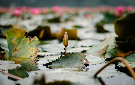 View of a water lily bud emerging from a pond filled with green lily pads and blurred pink blossoms in Feni, Chittagong Division, Bangladesh.