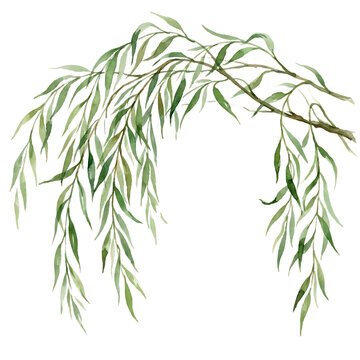 Watercolor weeping willow branch isolated on transparent background