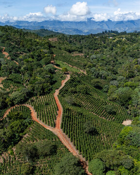 Aerial view of a lush coffee plantation with rows of crops and a winding red dirt path across rolling hills in the mountains of San Jose de Ocoa, San Jose de Ocoa Prov, Dominican Republic.