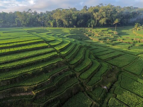 Aerial view of Pamotan rice terraces with lush green paddies, terraced slopes, and surrounding tropical forest in Dampit, East Java, Indonesia.