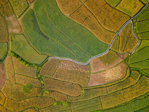 Aerial view of the Kali Mojo rice fields featuring vibrant green and golden yellow paddies divided by a winding irrigation path in Tengaran, Central Java, Indonesia.