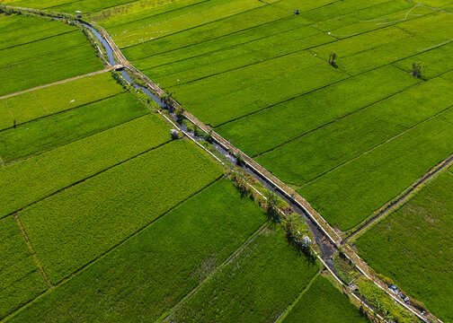 Aerial view of lush green rice terraces divided by a narrow irrigation canal in the rural landscape of Mayangan, East Java, Indonesia.