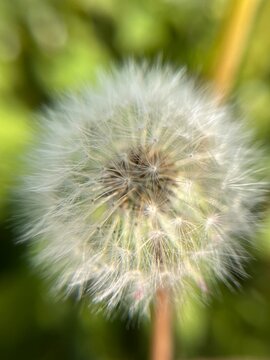 Detailed dandelion seed head macro photography with soft bokeh background. White fluffy. For nature, wallpapers, cards, botanical designs, and inspirational, freedom and spring-themed content