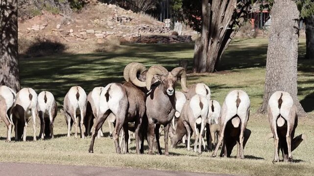 Bighorn sheep observing and competing during the rutting season.
