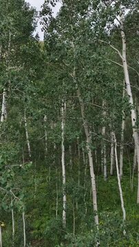 Drone view over aspen trees from bottom to the top and with mountain views