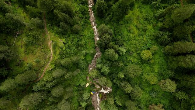Aerial view of a winding stream flowing through a dense green forest in the mountains of Sethan, Himachal Pradesh, India.