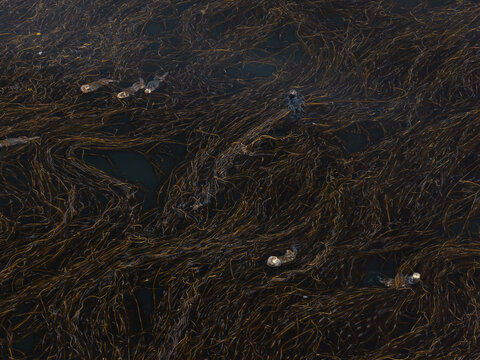 Aerial view of sea otters swimming among dense kelp in the waters of Unalaska, Alaska, United States.