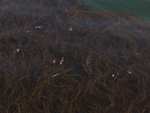 Aerial view of sea otters resting in a dense kelp forest floating on the water surface in Unalaska, Alaska, United States.