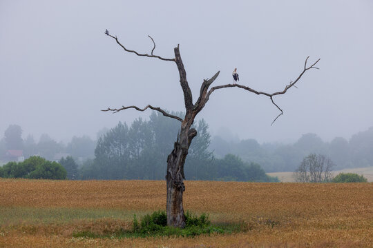 View of a solitary dead tree standing in a golden field with a stork perched on a branch under a misty sky in Aukstadvaris, Lithuania.
