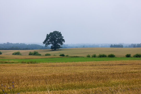 View of a solitary tree standing in a vast, rolling agricultural field under a soft, overcast sky in the countryside of Aukstadvaris, Lithuania.