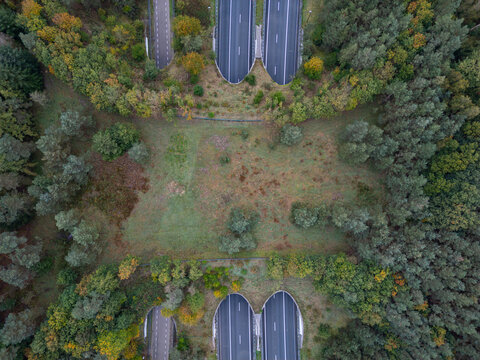 Aerial view of an ecoduct wildlife crossing over a highway surrounded by dense forest in the Netherlands.