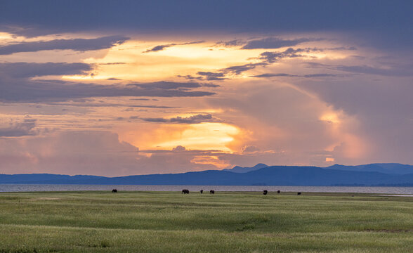 View of elephants grazing in a grassy landscape near Lake Kariba under a dramatic sunset sky with golden clouds in Kariba, Mashonaland West Prov, Zimbabwe.