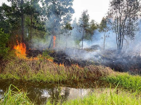 Liang Anggang, Indonesia - 15 July 2026: View of a forest fire burning through vegetation and trees with thick smoke rising near a water source in South Kalimantan.