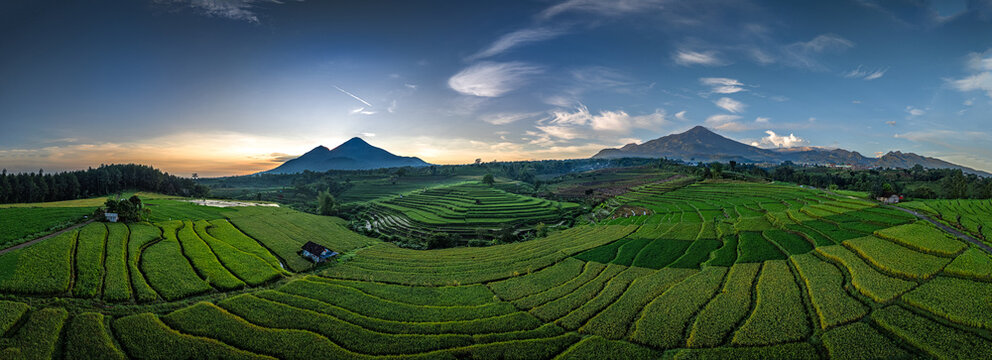 Aerial view of lush green rice terraces with distant mountains under a golden sunrise sky in Pacet, East Java, Indonesia.