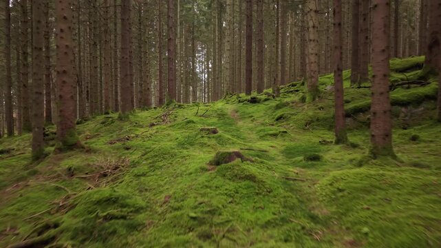 Aerial view of dense pine forest with mossy ground and a narrow path winding through the trees in Molndal, Vastra Gotaland County, Sweden.