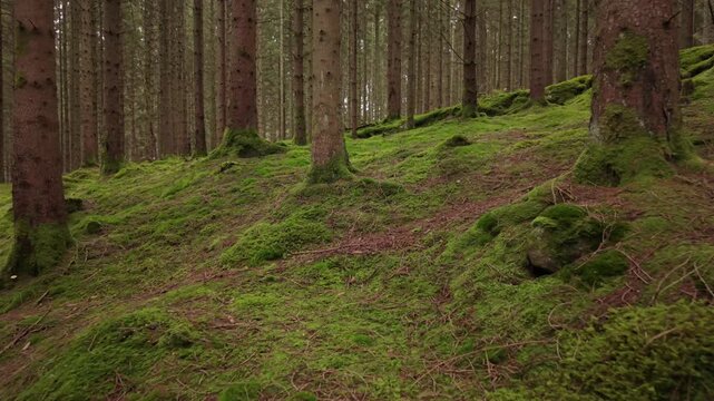 Aerial view of mossy forest floor with tall pine trees in the woodland of Molndal, Vastra Gotaland, Sweden.