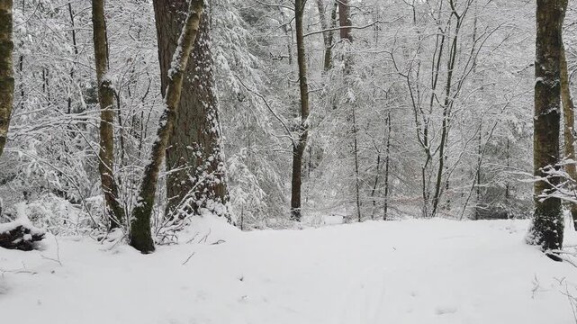 Walking forward up a gentle snow-covered slope in a tranquil winter forest. Fresh snowfall covers the woodland floor, tree trunks, and branches, creating a peaceful natural landscape.