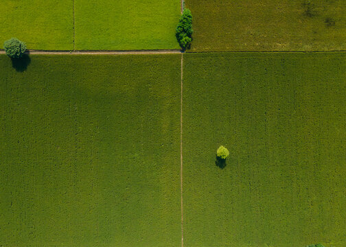 Aerial view of agricultural land with lush green fields divided by narrow dirt paths and scattered trees in Rasul Nagar, Punjab, Pakistan.