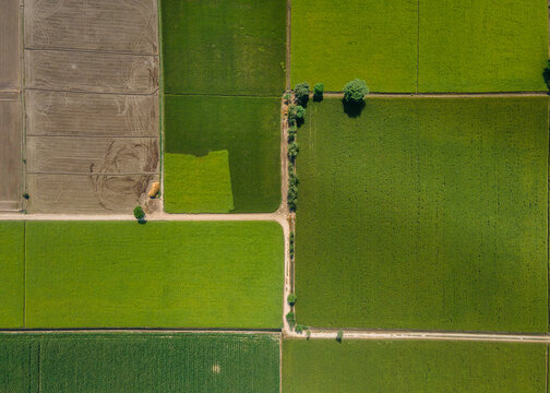Aerial view of vibrant green agricultural fields divided by dirt paths and small trees in Punjab, Pakistan.