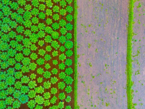 Aerial view of Tegalalang rice terraces showing vibrant green crops planted in rows alongside flooded paddies with lush vegetation in Tegalalang, Bali, Indonesia.
