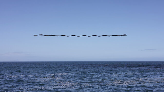 View of a chronophoto of birds in flight over the ocean with a clear blue sky in Cape Town, Western Cape, South Africa.