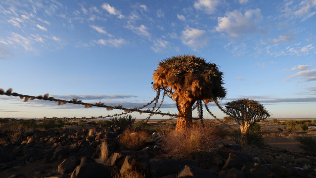 View of a quiver tree in a rocky arid landscape with a chronophoto effect of birds in flight under a blue sky in Namibia.