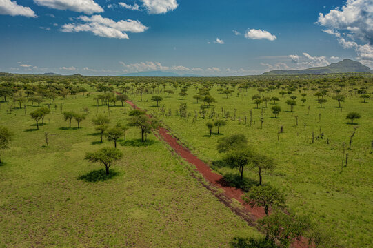 Aerial view of Pian Upe Game Reserve featuring a red dirt road cutting through the lush green savanna landscape dotted with acacia trees under a blue sky in Namalu, Northern Region, Uganda.
