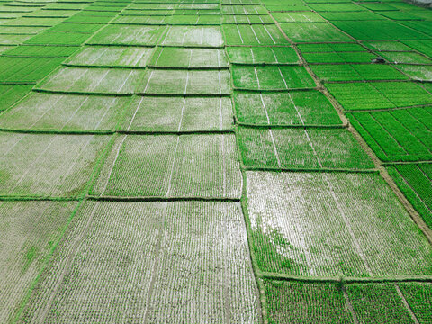 Aerial view of vibrant green rice paddies arranged in rectangular plots with irrigation water reflecting the light in Singosari, East Java, Indonesia.