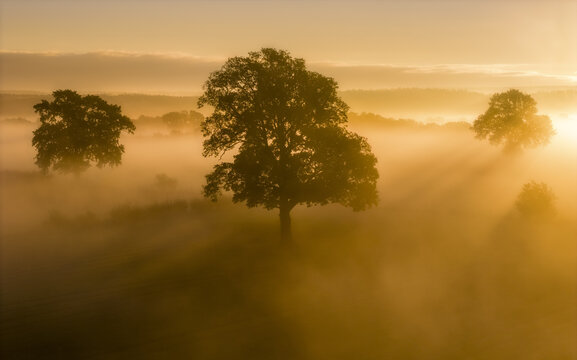 Aerial view of trees standing in a dense golden morning fog at sunrise in Germany.