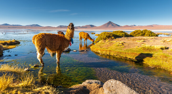 View of Laguna Colorada with llamas grazing in a shallow stream under a clear blue sky in Sur Lipez, Potosi Department, Bolivia.